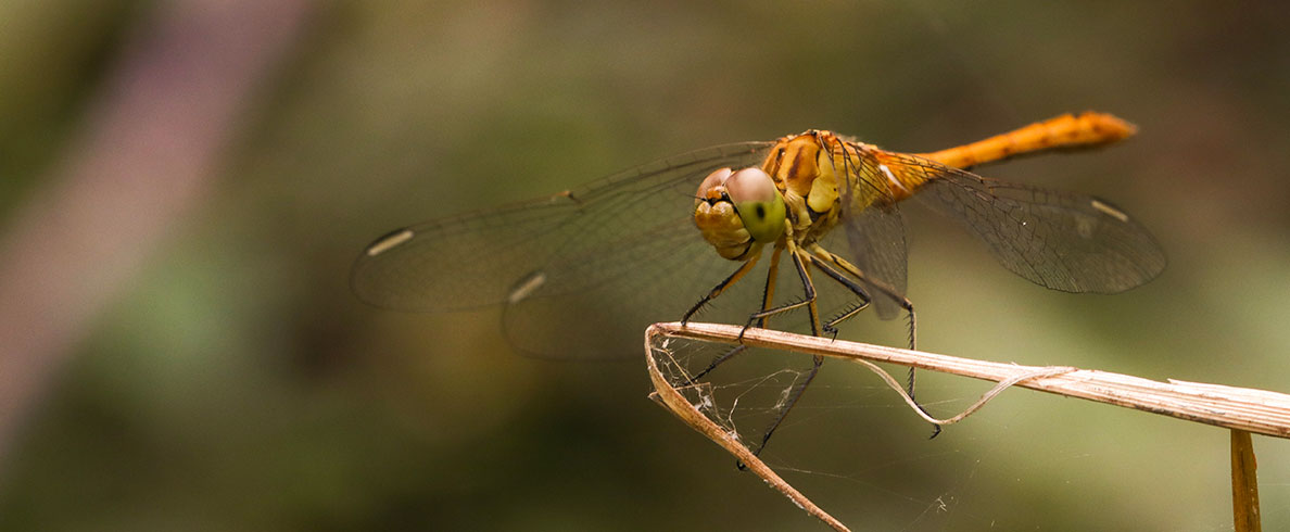 La nature aux 4 saisons